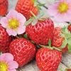 strawberryhill7